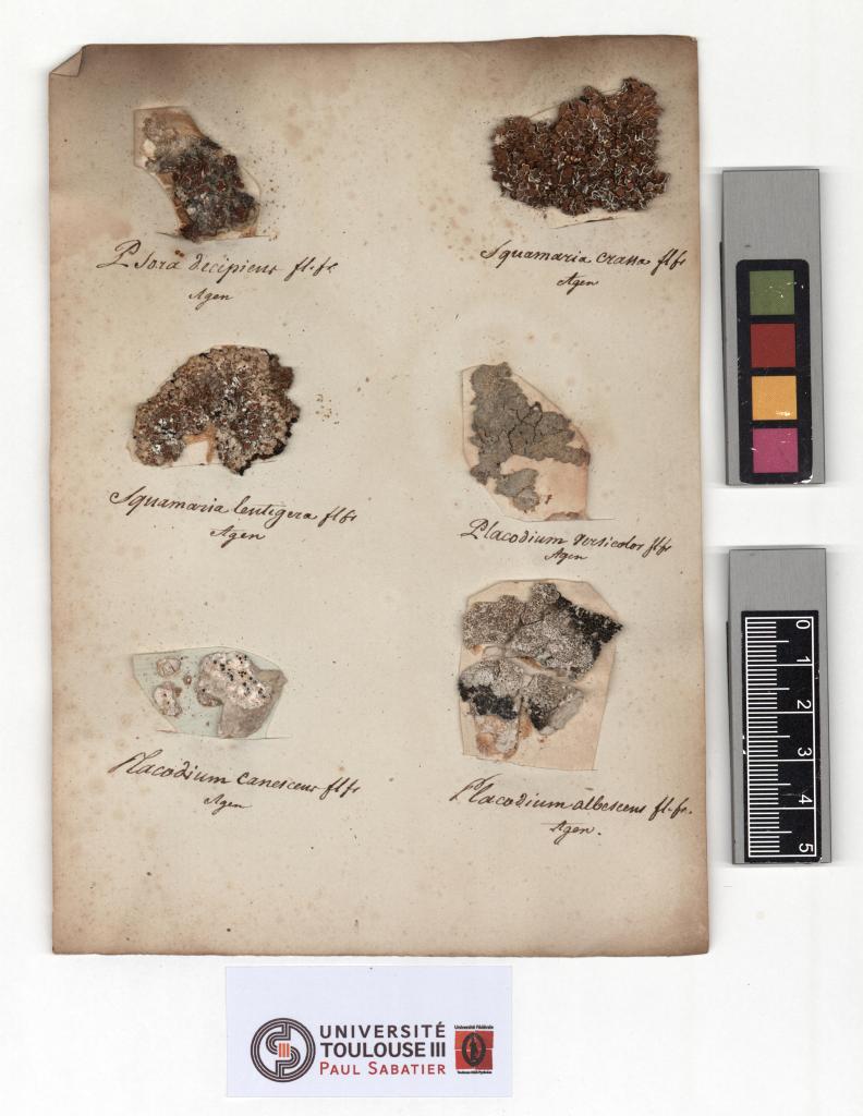 Herbier Chaubard (Lichens).