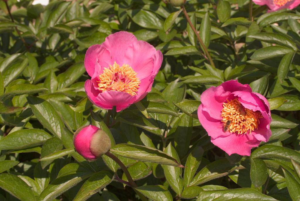 jardin botanique de la Pivoine Bleue
