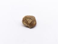 Paléontologie - Cryptonella calvini (détermination d'origine)