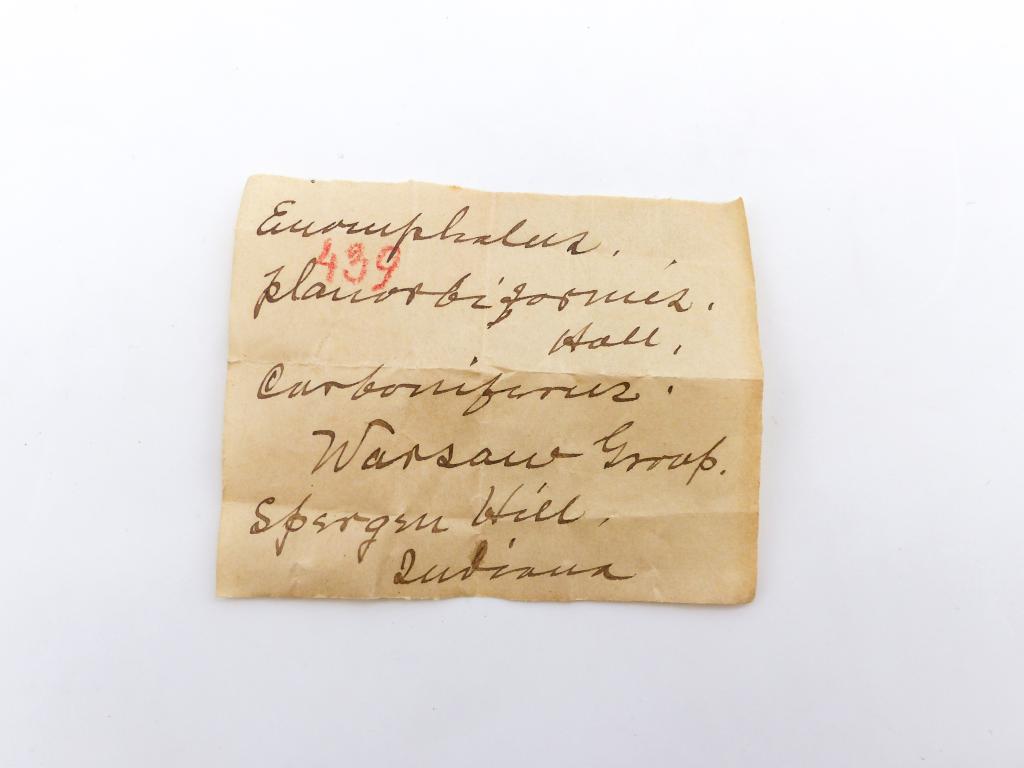 Paléontologie - Euomphalus planorbiformis (détermination d'origine)
