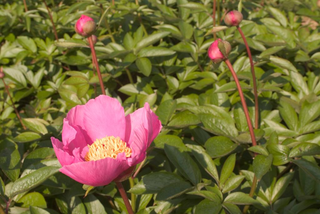 jardin botanique de la Pivoine Bleue
