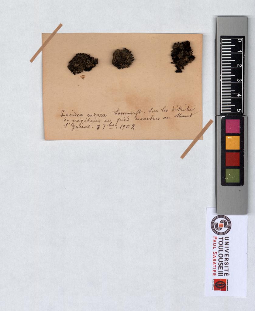 Herbier Saltel