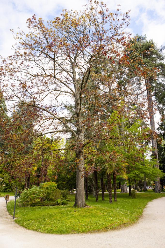 ancien jardin botanique dit Jardin Massey actuellement jardin public