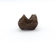 Paléontologie - Lophiodon sp.