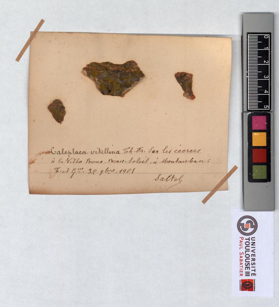 Herbier Saltel