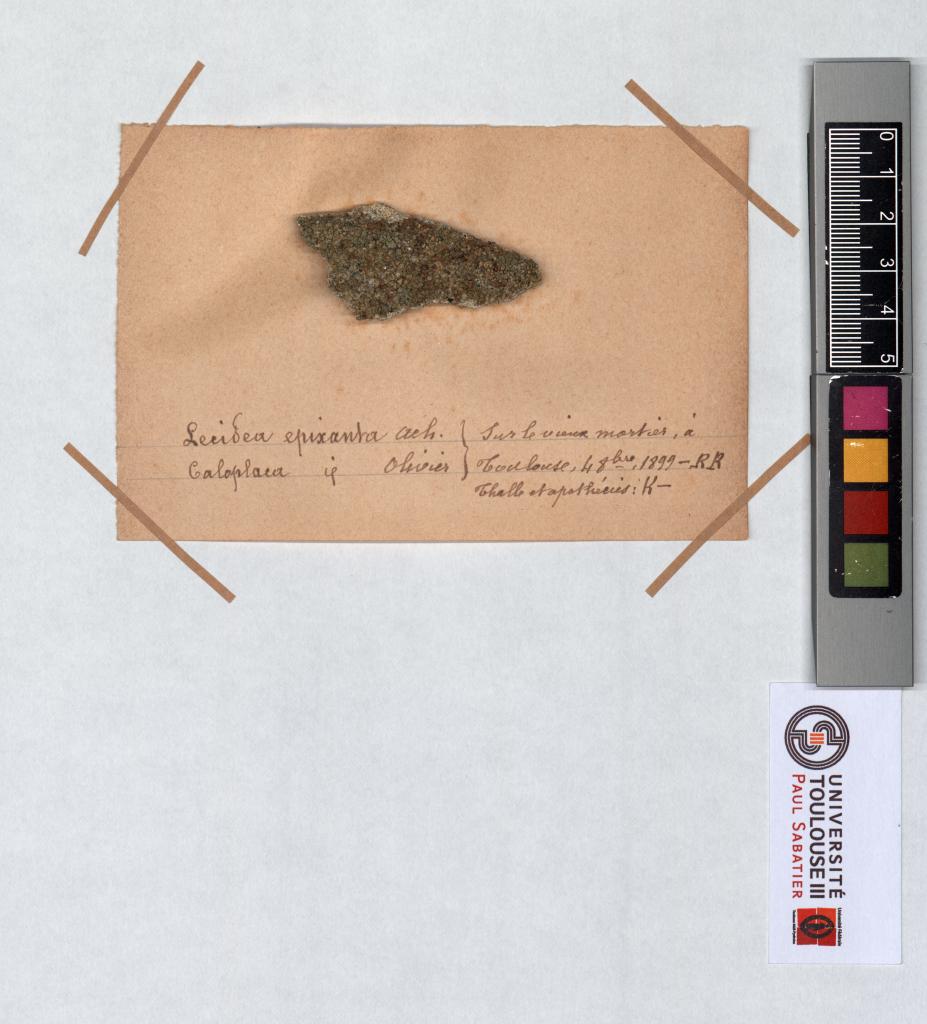 Herbier Saltel