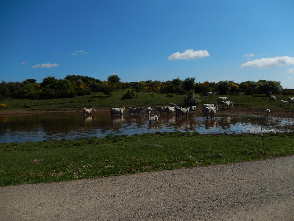 lavogne de La Can de l'Hospitalet ou lavogne des Crottes