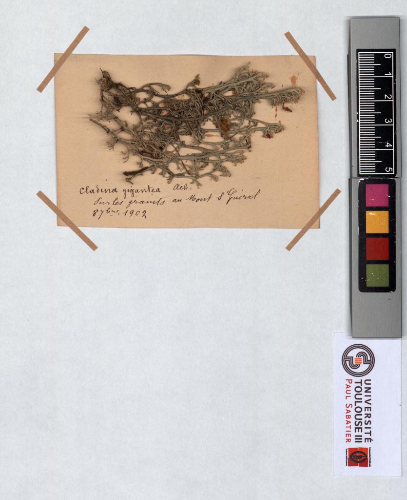 Herbier Saltel