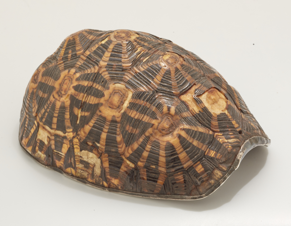 coquille de baptême