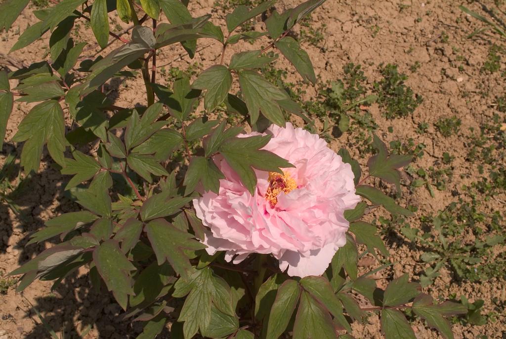 jardin botanique de la Pivoine Bleue