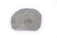Pachydiscus epiplectus (Redtenbacher, 1873)