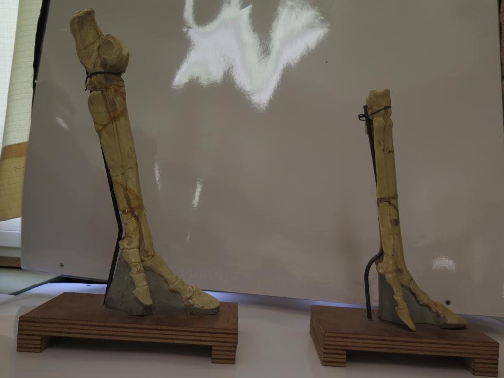 ensemble de la collection de membres d'animaux