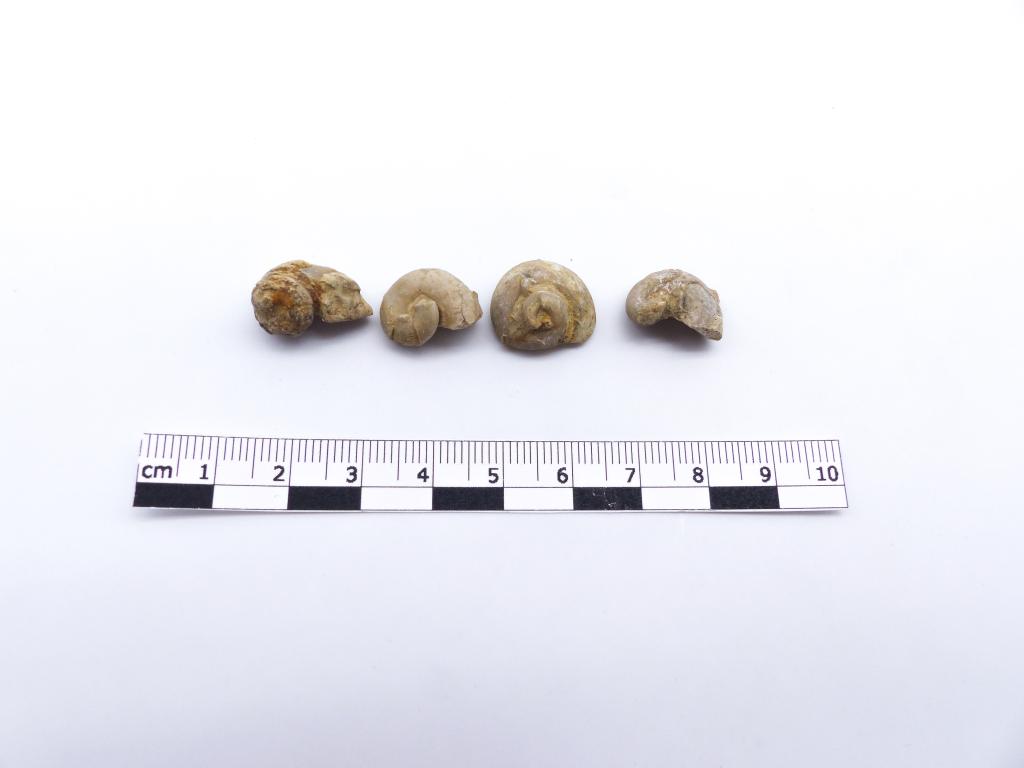 Paléontologie - Naticopsis gigantea (description d'origine)