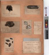 Herbier Saltel