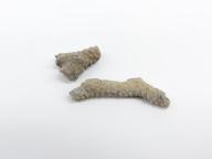 Paléontologie - Monticulipora ramosum (détermination d'origine)