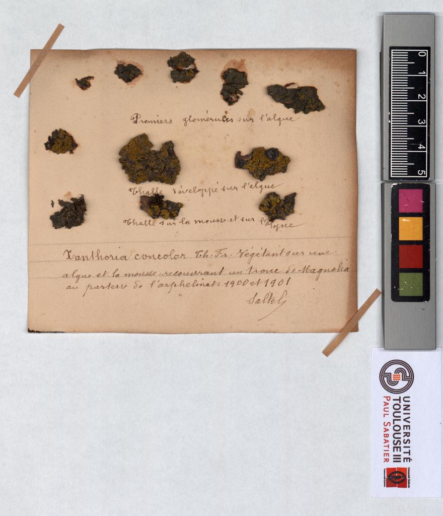 Herbier Saltel