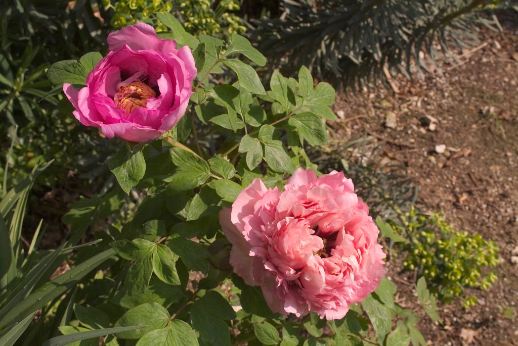 jardin botanique de la Pivoine Bleue