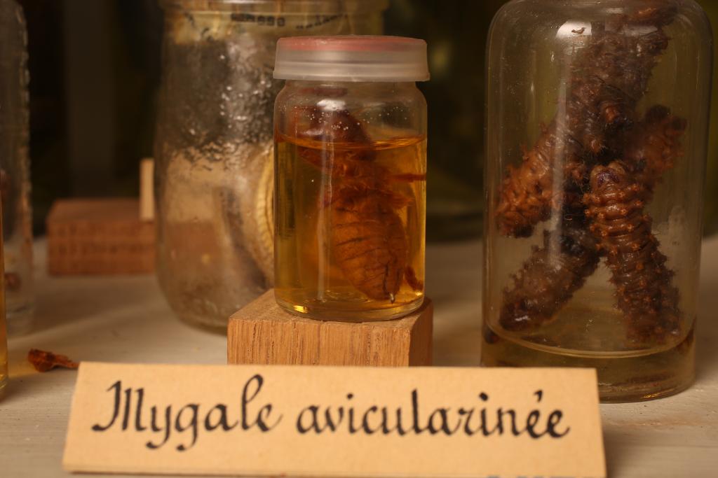 collection de zoologie