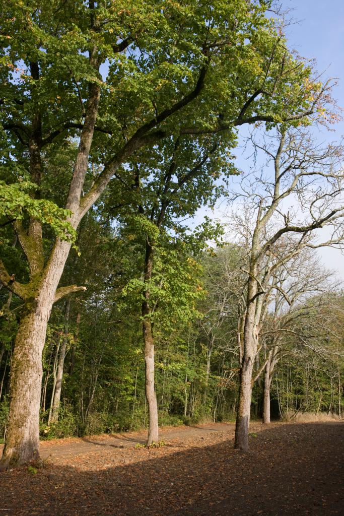 parc et jardin d'agrément du château de Bonrepos