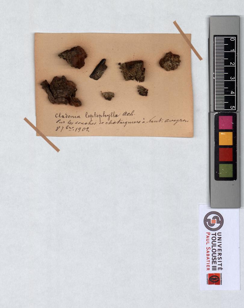Herbier Saltel