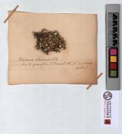 Herbier Saltel : Cladonia alcicornis