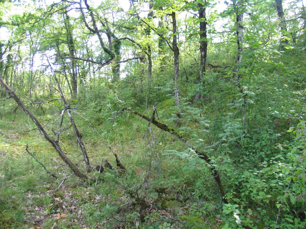 site castral : motte ?