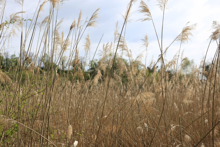 jardin botanique et zoologique, paysage naturel dit Marais de Bonnefont