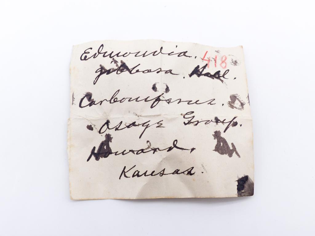 Paléontologie - Edmondia Gibbosa (détermination d'origine)