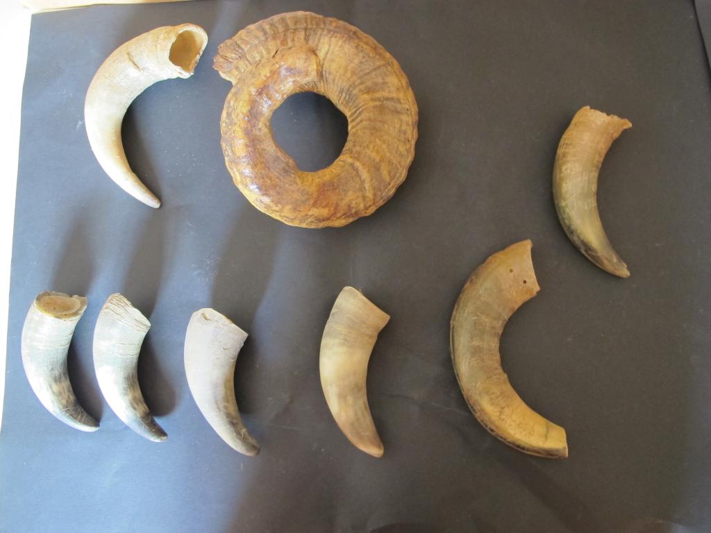 ensemble de la collection de membres d'animaux