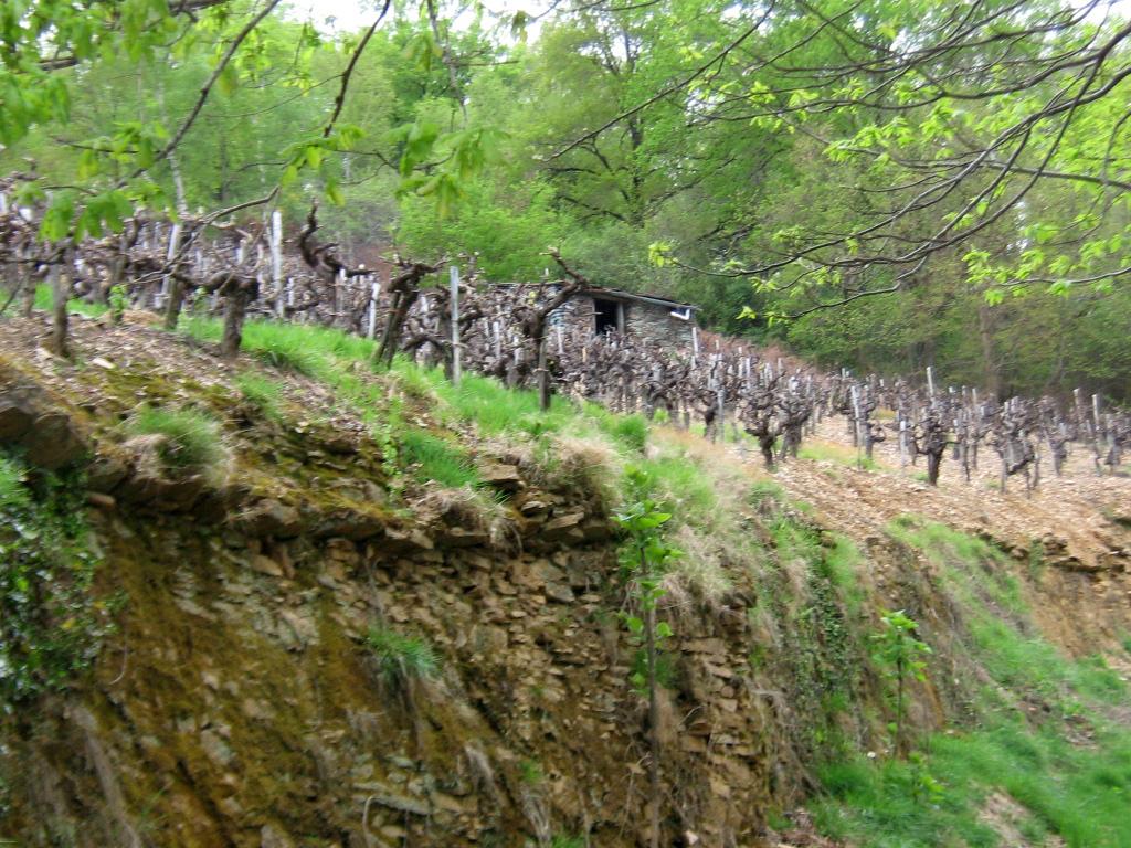 ensemble des maisons de vigne