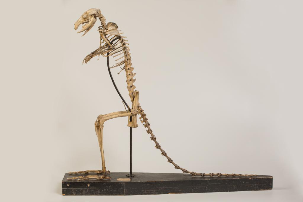 ensemble (37) de la collection de squelettes d'animaux