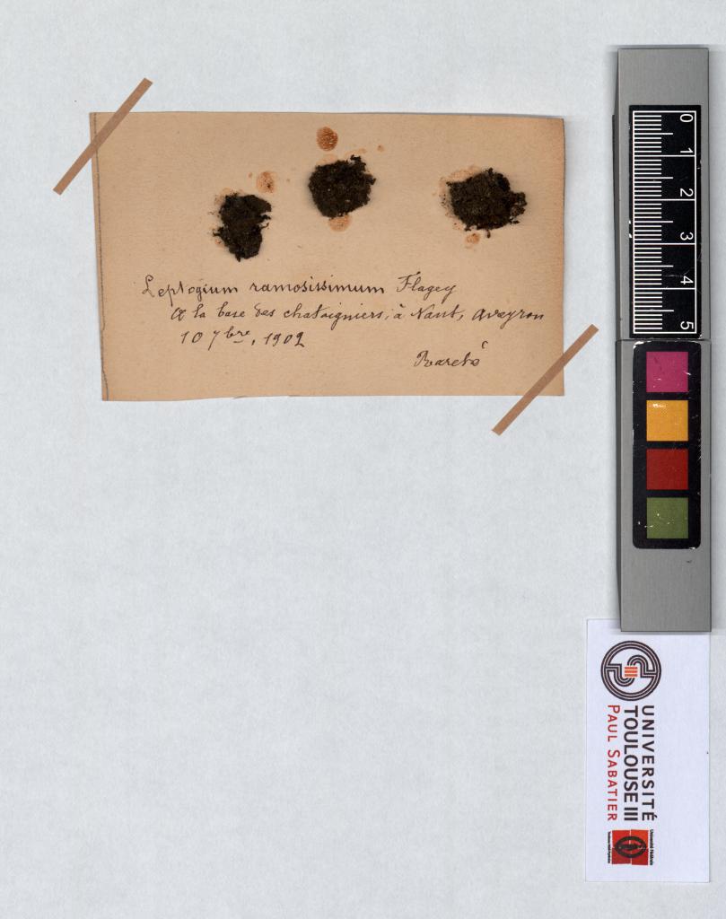 Herbier Saltel