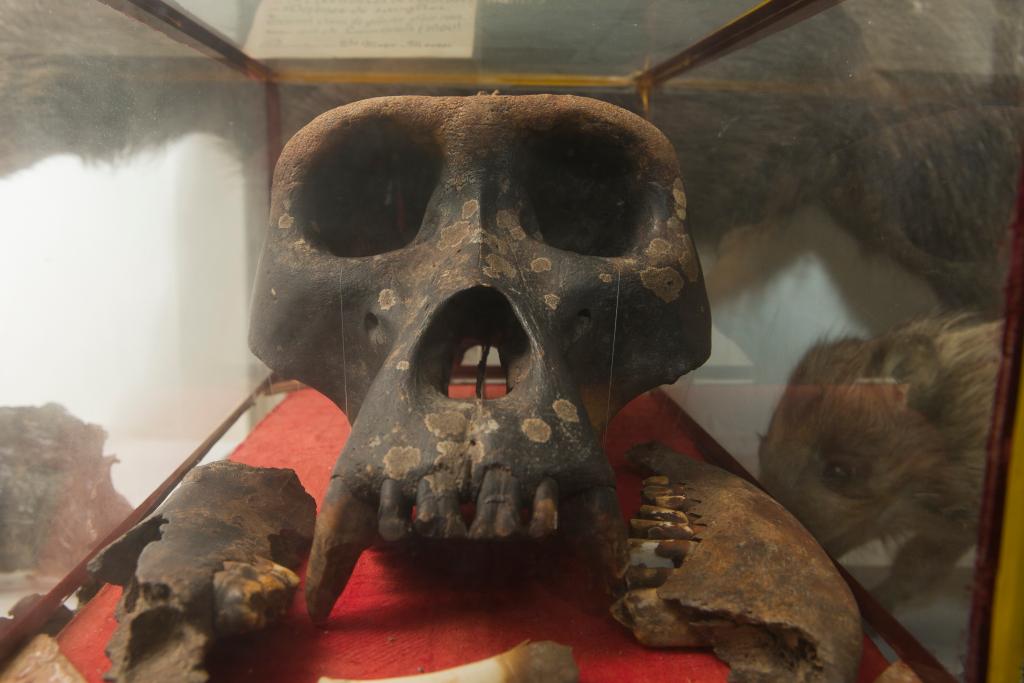 crâne de gorille