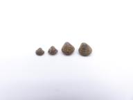 Paléontologie - Productus longipinus (détermination d'origine)