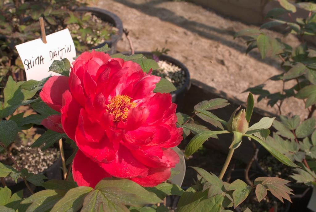 jardin botanique de la Pivoine Bleue