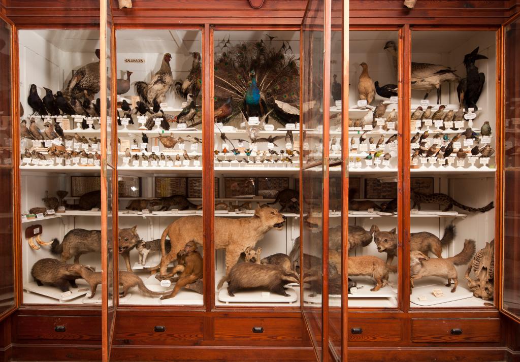 collection de zoologie