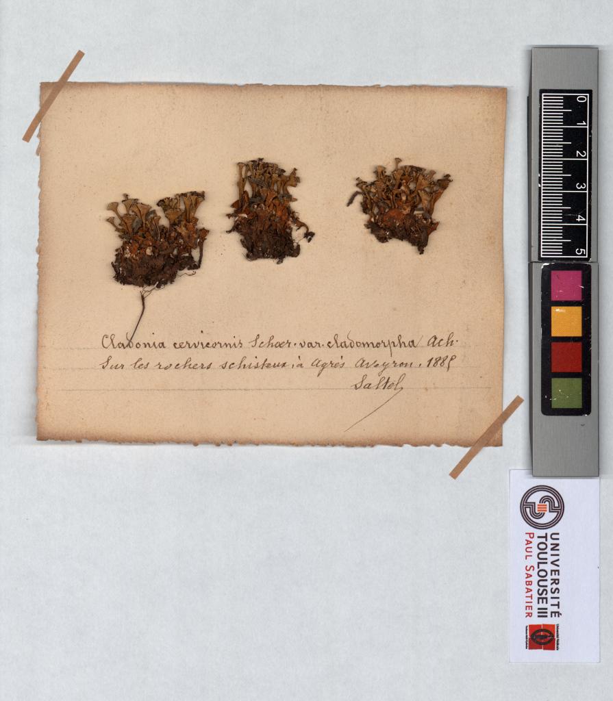 Herbier Saltel