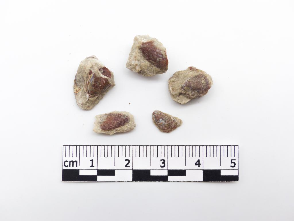 Paléontologie - Lingula cuneata (détermination d'origine)