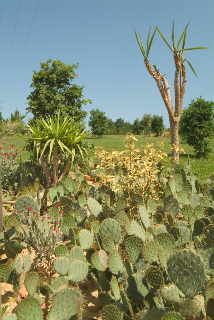 jardin botanique dit Palmeraie du Sarthou