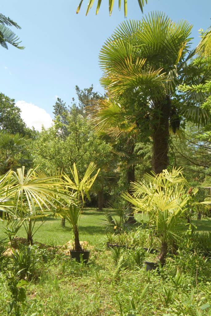 jardin botanique dit Palmeraie du Sarthou