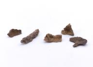 Paléontologie - Prismopora trifolia  (détermination d'origine)