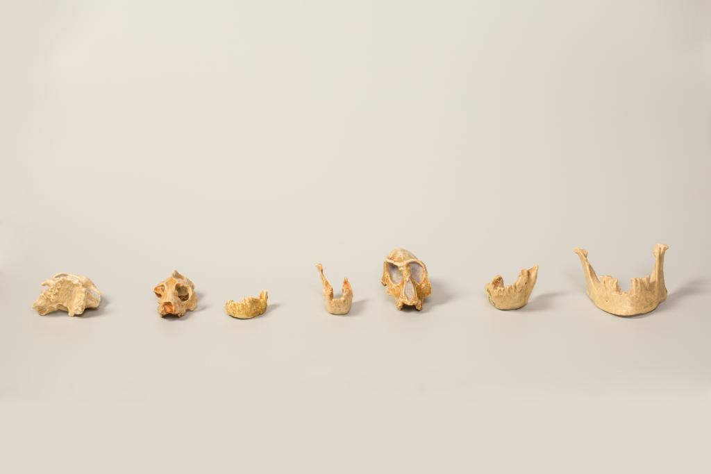 ensemble (16) de la collection de crânes humains