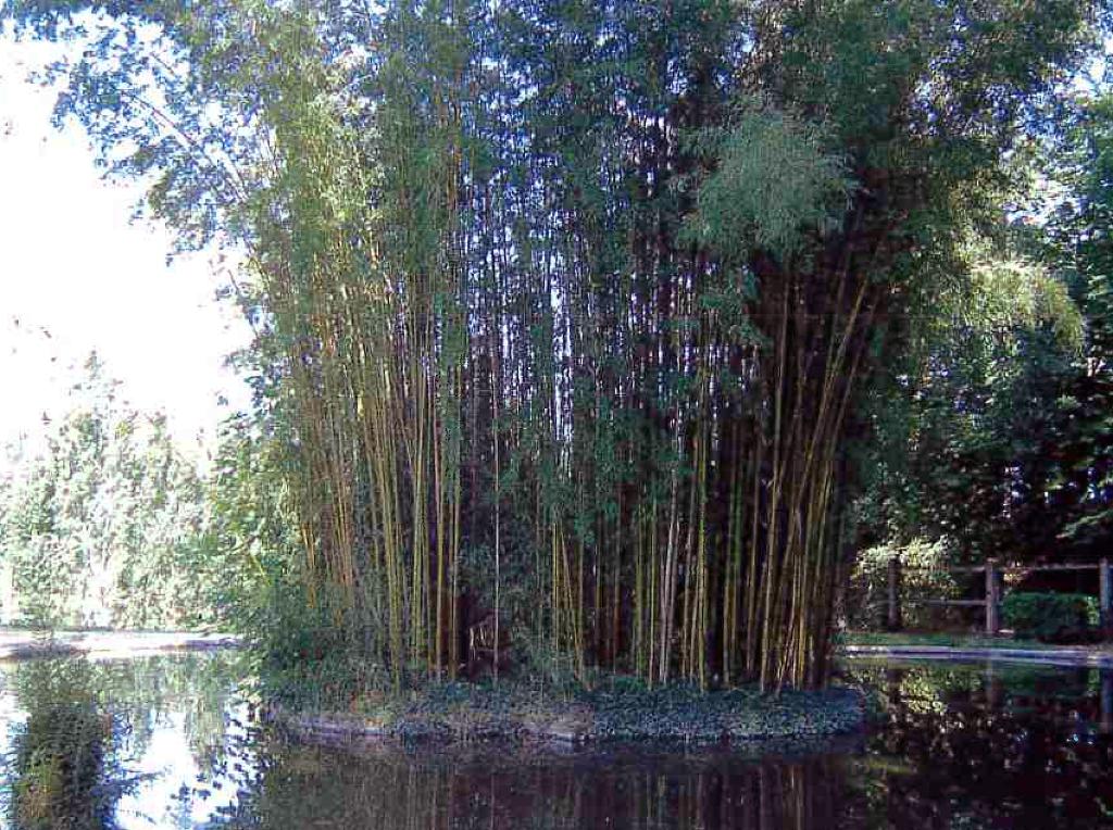 jardin d'agrément, puis jardin public dit parc de Foucaud (ou d'Huteau, ou d'Hutaud)