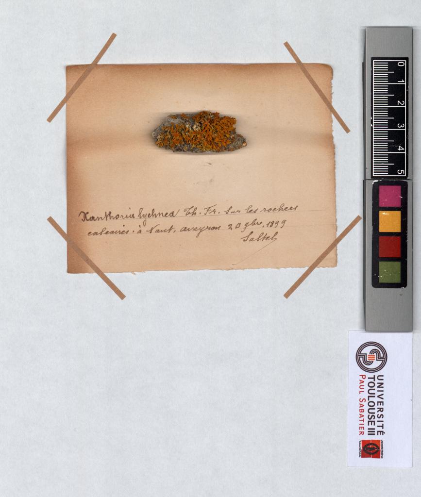Herbier Saltel