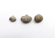 Paléontologie - Rhynchonella horsfordi (détermination d'origine)