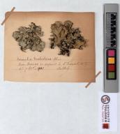 Herbier Saltel : Parmelia trichotera