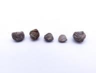 Paléontologie - Rhipidomella pecosi (détermination d'origine)