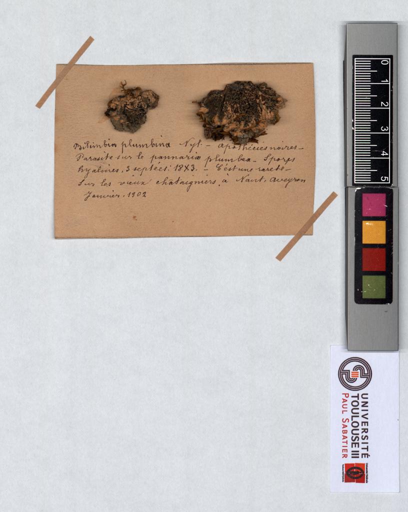 Herbier Saltel