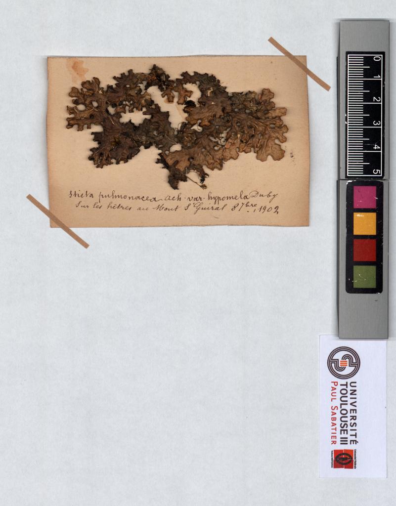 Herbier Saltel