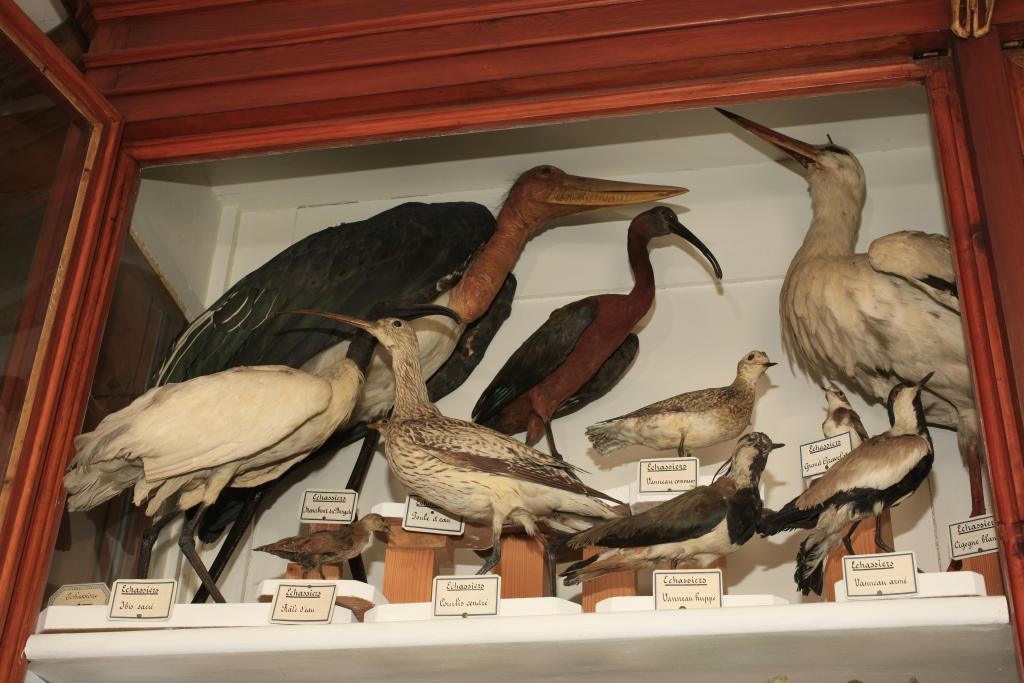 collection de zoologie